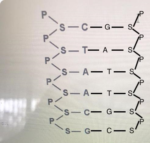 Question 2 (4 points) Draw in a complementary set of nucleotides on the right side-example-1