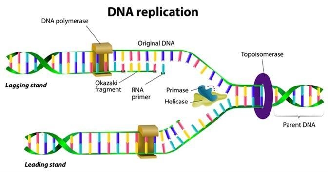 Please help me with this question please. I have tried to help my son draw a DNA but-example-1