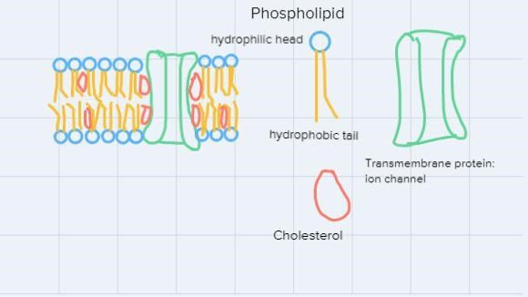 Draw and label the plasma membrane of your organism’s cell. Label the phospholipids-example-3