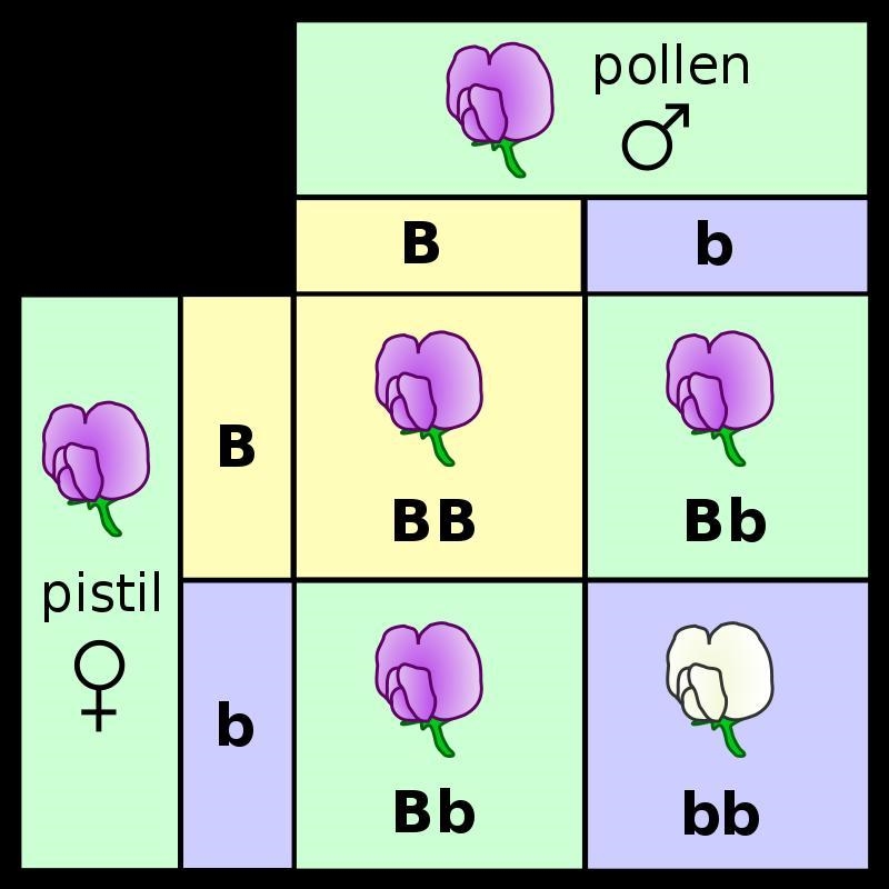 What is biology , entomology, cytology, anatomy,morphology and genetics-example-1