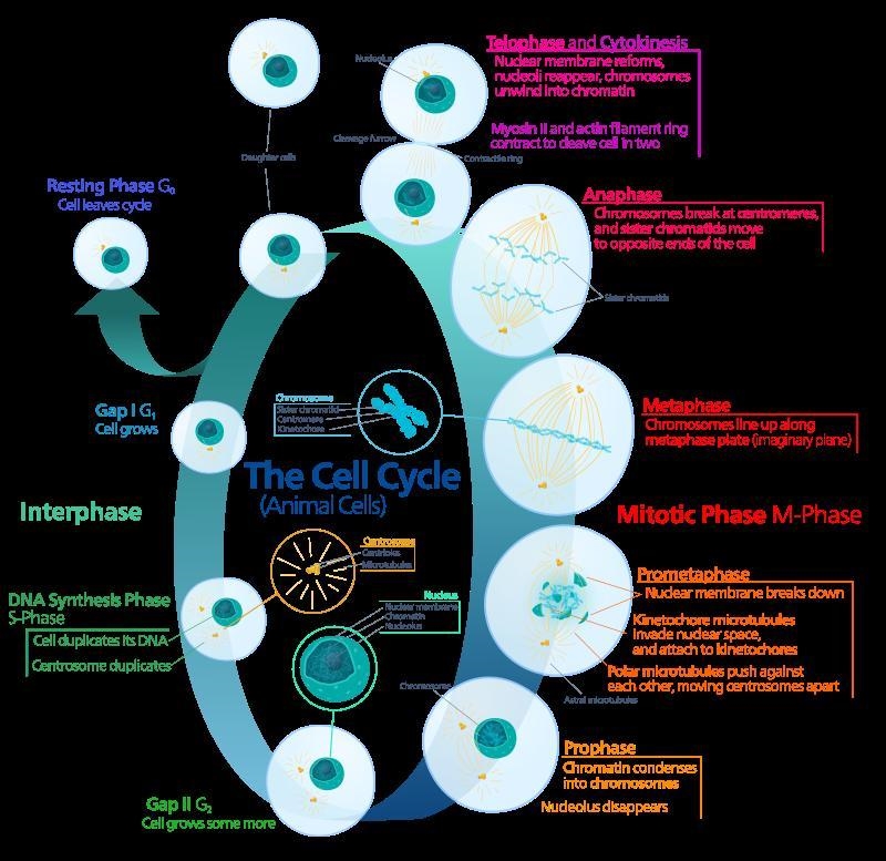 What is biology , entomology, cytology, anatomy,morphology and genetics-example-4