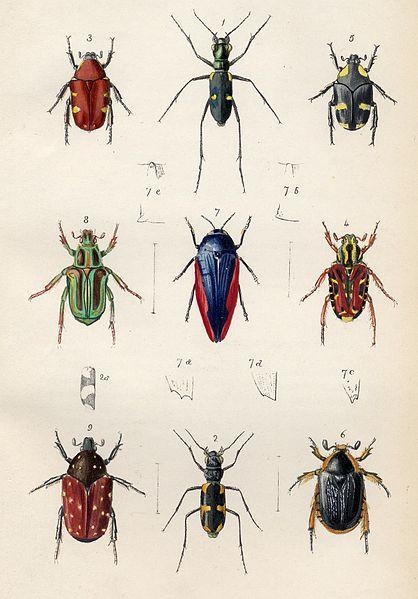 What is biology , entomology, cytology, anatomy,morphology and genetics-example-5