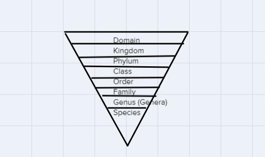 Which radon includes more genera? A class or family?-example-1