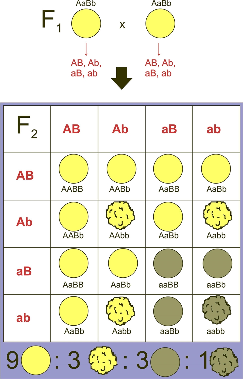 Ris the allele for round seeds whiler is the allele for wrinkded seeds. Y is the altele-example-1