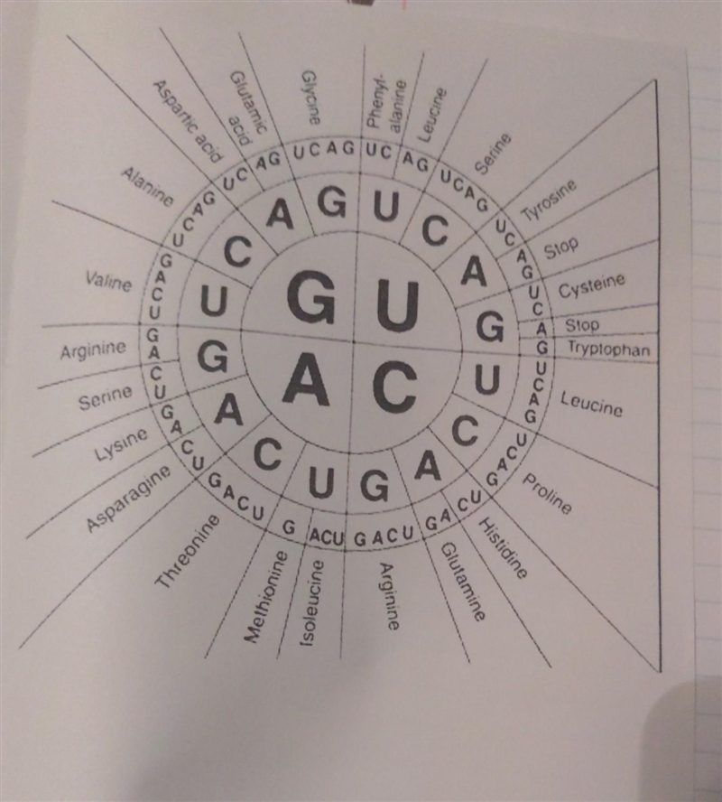 Transcript and translate this code ATG-CTC-AAT-CGT-ATG-TGG-CTA-TTC-TAA-example-1