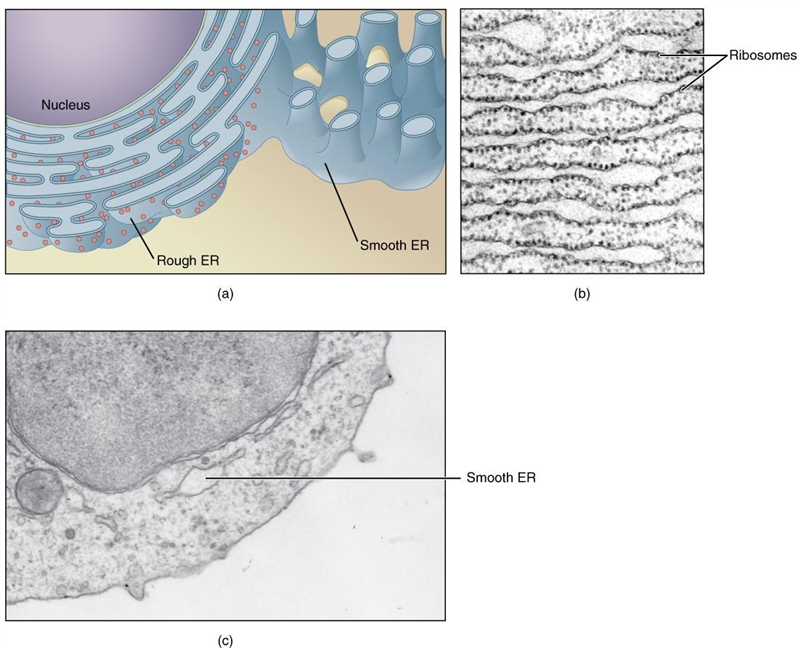 A student observes an organelle within a eukaryotic cell while looking through a microscope-example-1