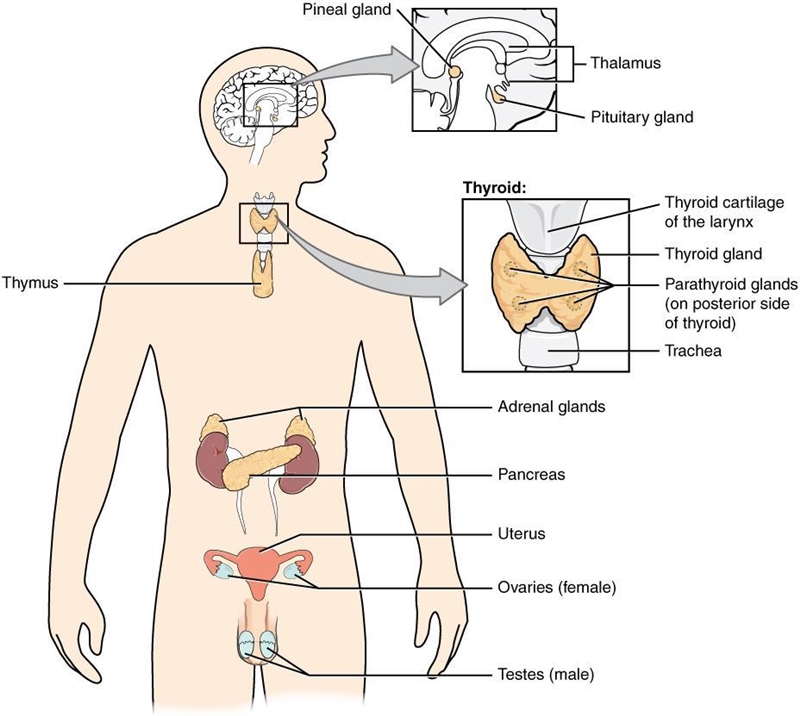 Provide the brief overview of the endocrine system , explain briefly how it’s exerts-example-1