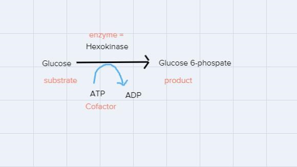 Draw a picture showing an enzyme-catalyzed reaction. Label the enzyme, substrate, and-example-1