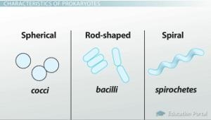 Name the three most common prokaryotic shapes? A. bacteria, archaea, and protists-example-1