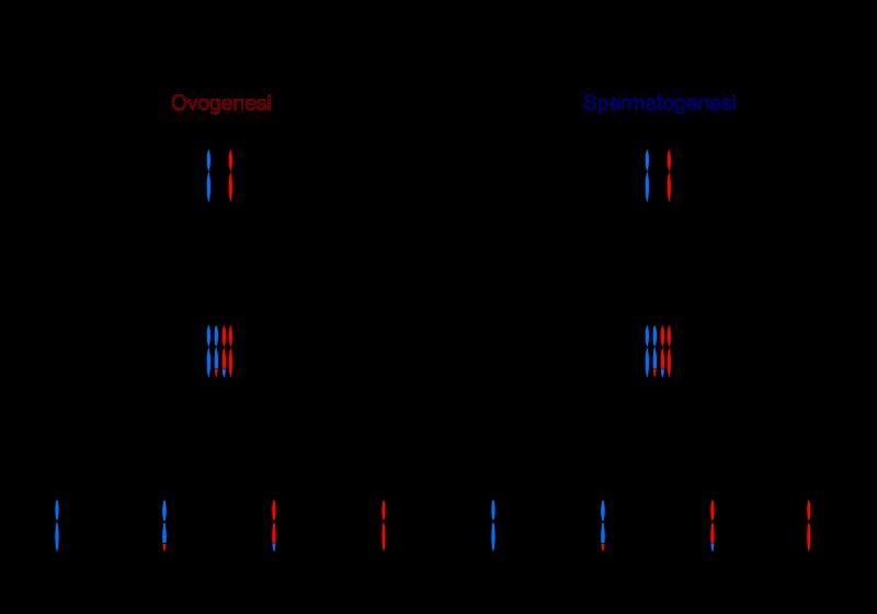 Compare and contrast spermatogenesis and oogenesis. Include when it occurs during-example-2