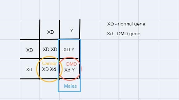 Duchenne muscular dystrophy (DMD) is a sex-linked disorder. A female that is a carrier-example-1