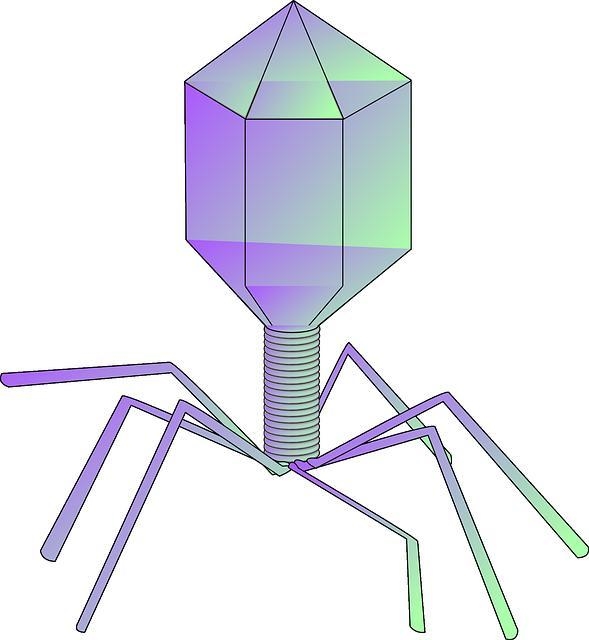 A bacteriophage can be an important part of the genetic engineering process. Determine-example-1