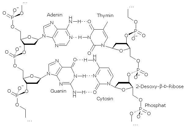 Explain how nucleotide subunits link to form a single DNA strand.-example-1