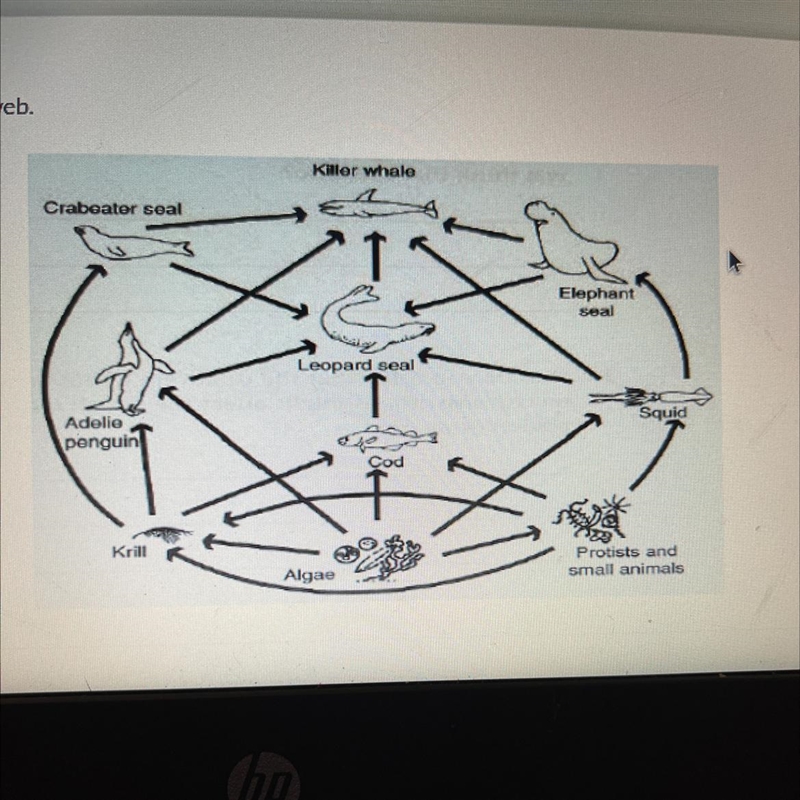 Click on the producer in this food web.-example-1