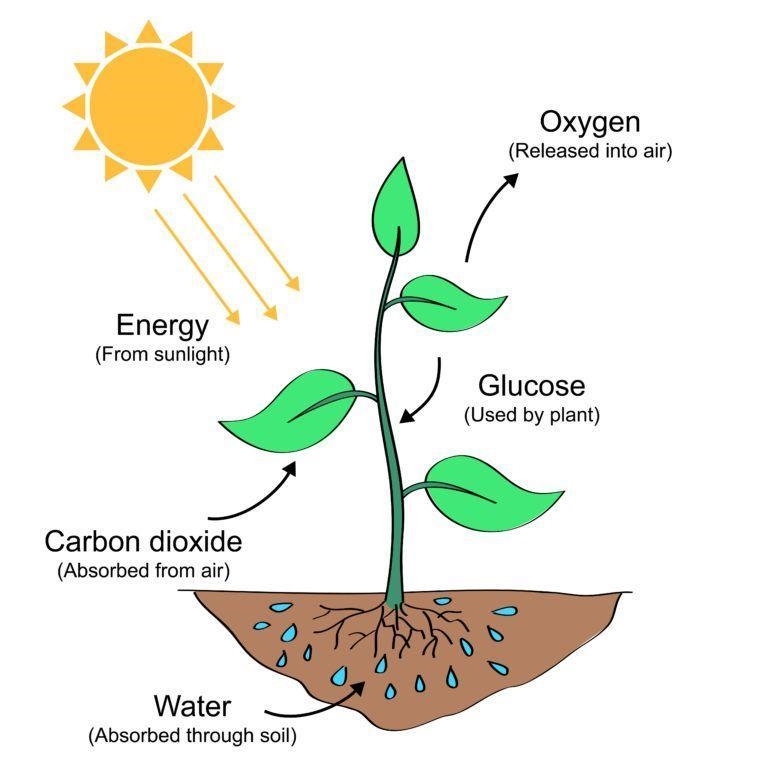 The bubbles are evidence that photosynthesis is taking place in the plant. Using the-example-1