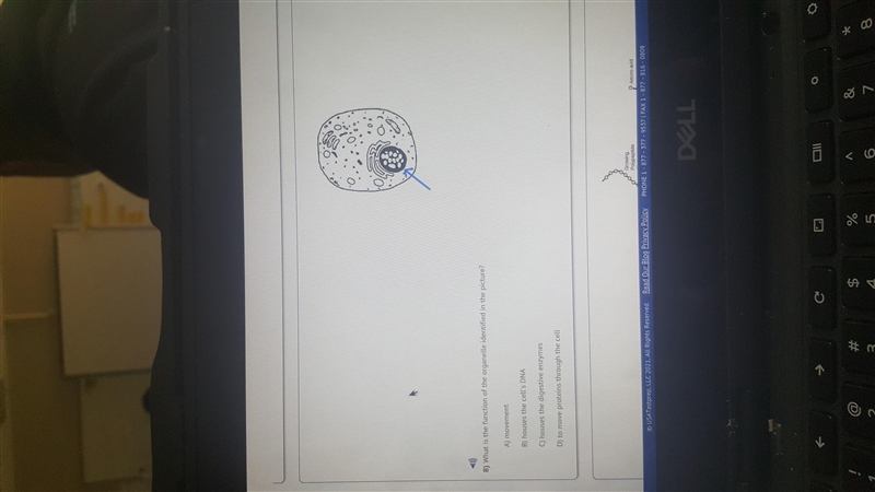 What is the function of the organelles identified in the picture-example-1