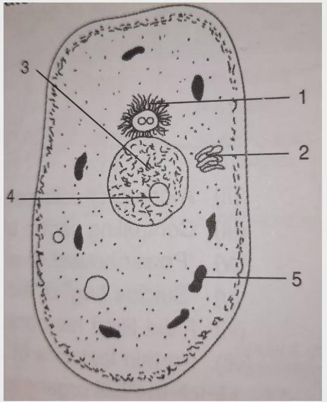 Label parts 1 to 5.( This is related to the chapter CELLS )-example-1