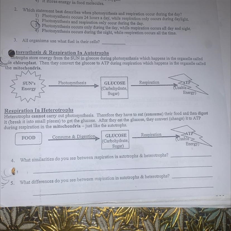 tosynthesis & Respiration In Autotrophsstotrophs store energy from the SUN in-example-1