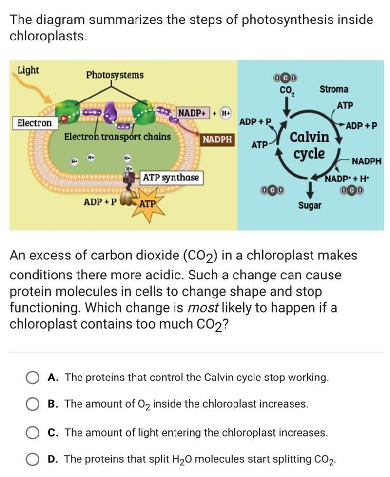 Which change is most likely to happen if achloroplast contains too much CO2?-example-1