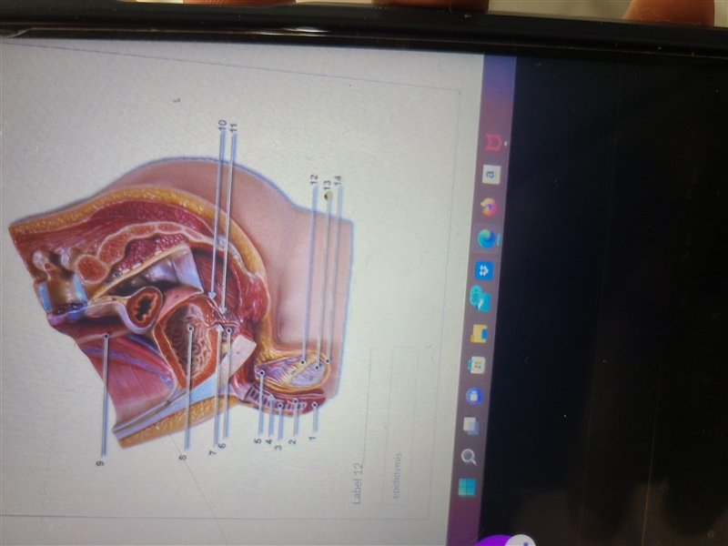 What is label 12 of the image-example-1