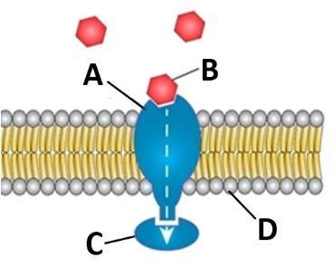 Which "letter" represents the "LIGAND" in the diagram below?-example-1