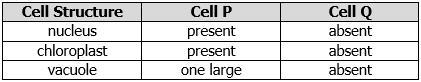 24. A student observes two different types of cells (P and Q) under a microscope and-example-1