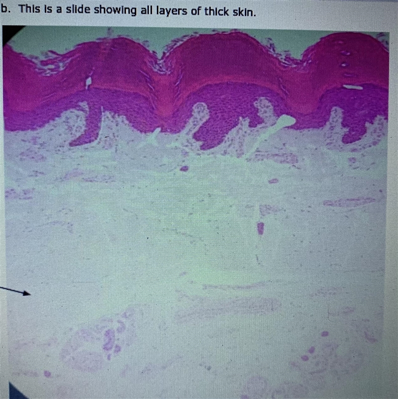 What tissue is this???? No links Please help me!!!-example-1