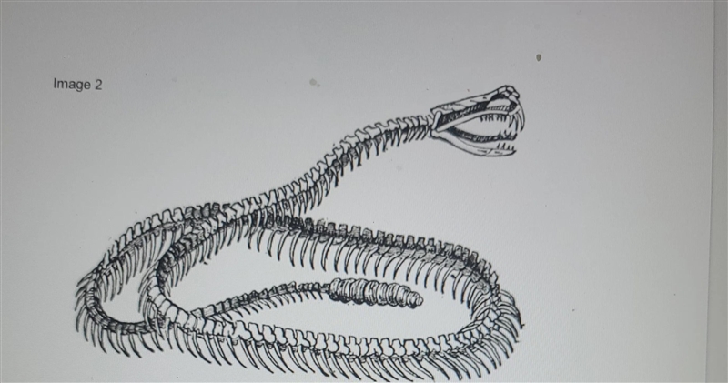 What similarities and differences do you see between the organisms in image 1 and-example-2