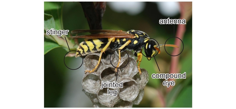 Which part shown in the diagram is used by the wasp solely for the purpose of defense-example-1