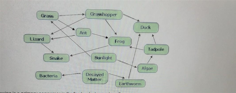 Which of the following is a primary consumer in the food web shown above? A. lizard-example-1