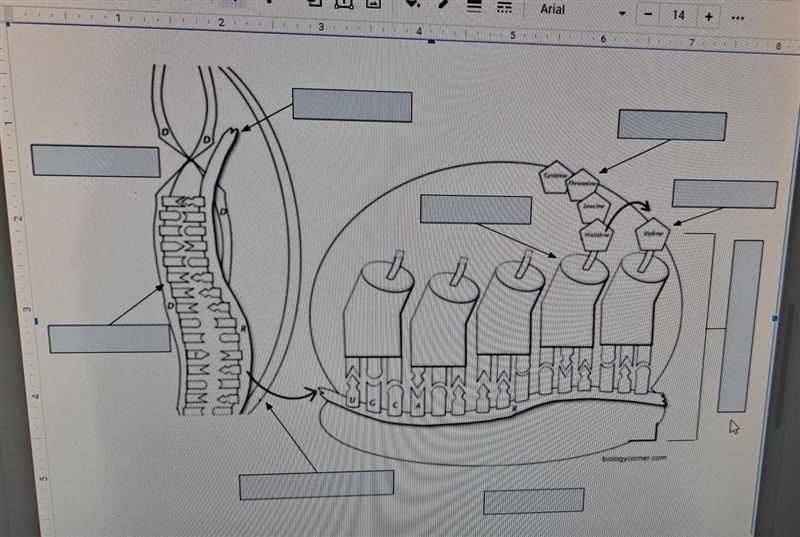 I'm super stuck... Label the DNA template. Words. DNA template, Nucleus, Cytoplasm-example-1