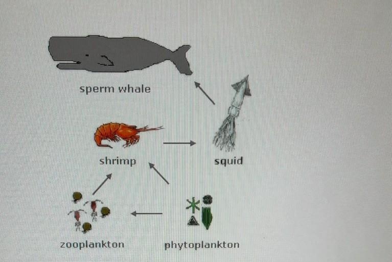 Look at the food web shown below. which organisms get energy from producers? a. squid-example-1