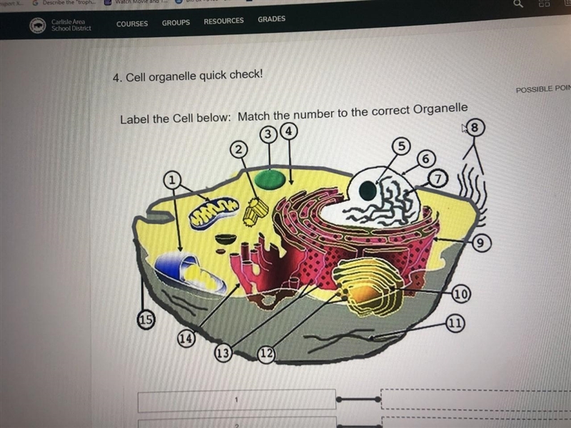 Label the Cell below: Match the number to the correct Organelle-example-1