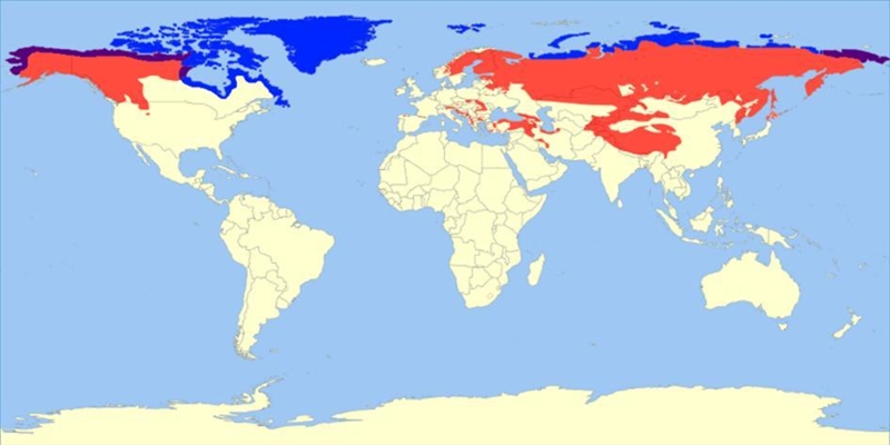 The map shows the ranges for polar bears (blue) and brown bears (red). Areas in purple-example-1