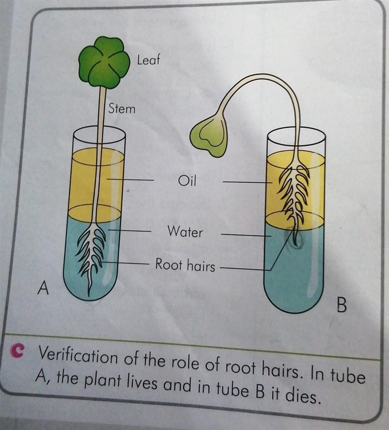 Interpret the results of this experiment​-example-1