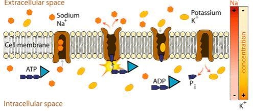 Based on the model of cellular transport, the conversion of ATP to ADP provides a-example-1