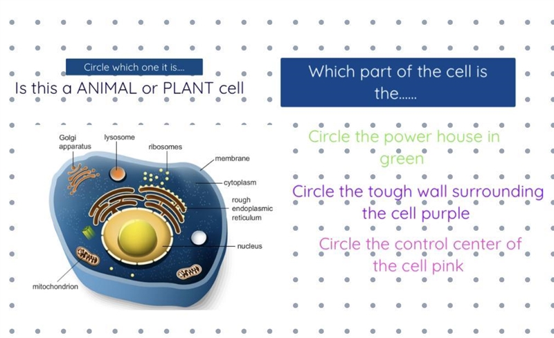 PLEASE HELP Which part of the cell is the… Circle the power house in green Circle-example-1