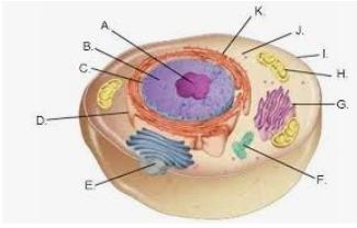 Label the letters below with the cell organelle. Question 5 options: nucleus mitochondria-example-1