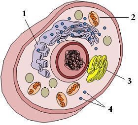 In the above diagram of an animal cell, what is the function of organelle 3?-example-1