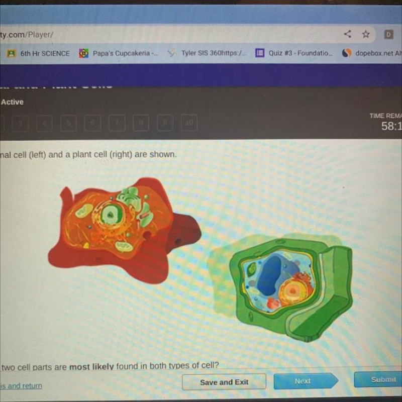 An animal cell (left) and a plant cell (right) are shown. Which two cell parts are-example-1