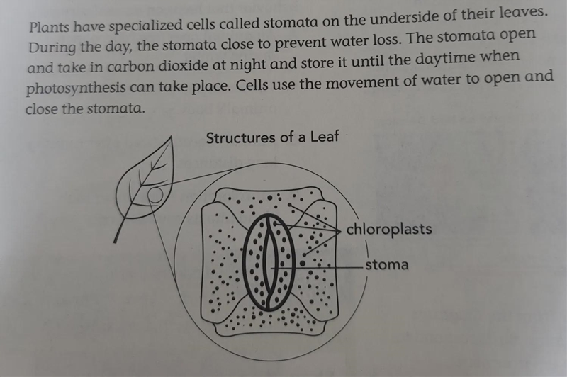 Think about the function of the leaf structure shown in the diagram. What kind of-example-1