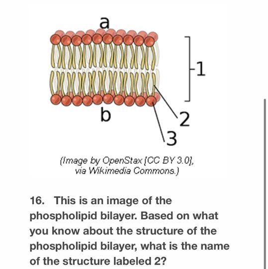 A.hydrophobic tail B.hyrophobic head C.sodium-potassium pump D.ATP-example-1