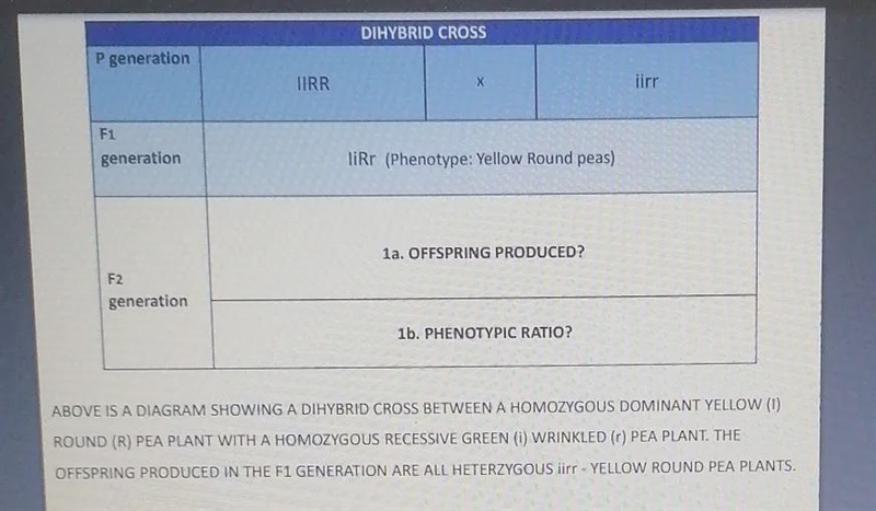 1a. Show the f2 generation Punnet square, when two offspring from the F1 generation-example-1