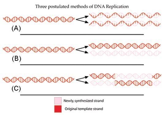 The Meselson-Stahl experiment demonstrated that DNA replication is semiconservative-example-1