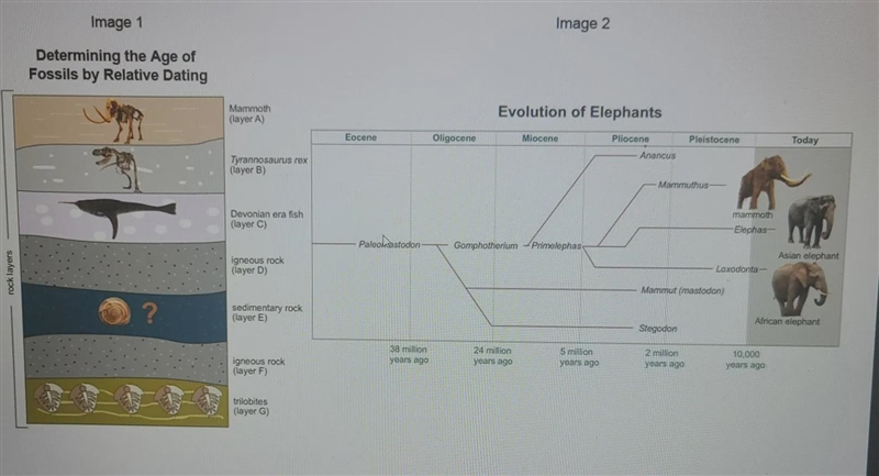 The snail in layer E of image 1 is a previously unidentified species. How can scientists-example-1