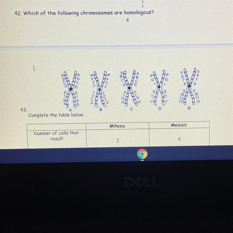 42. Which of the following chromosomes are homologous?-example-1