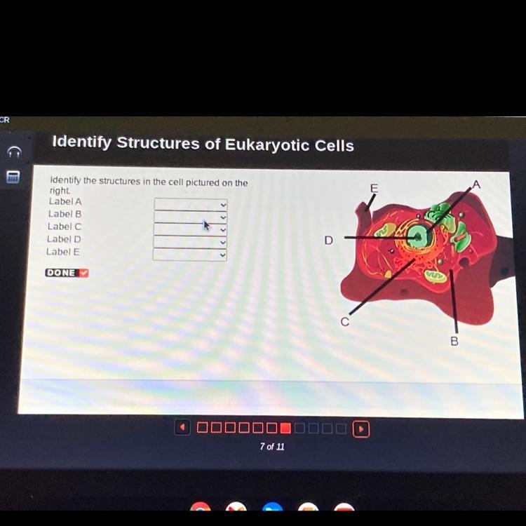 Identify the structures in the cell pictured on the right. Label A Label B Label C-example-1