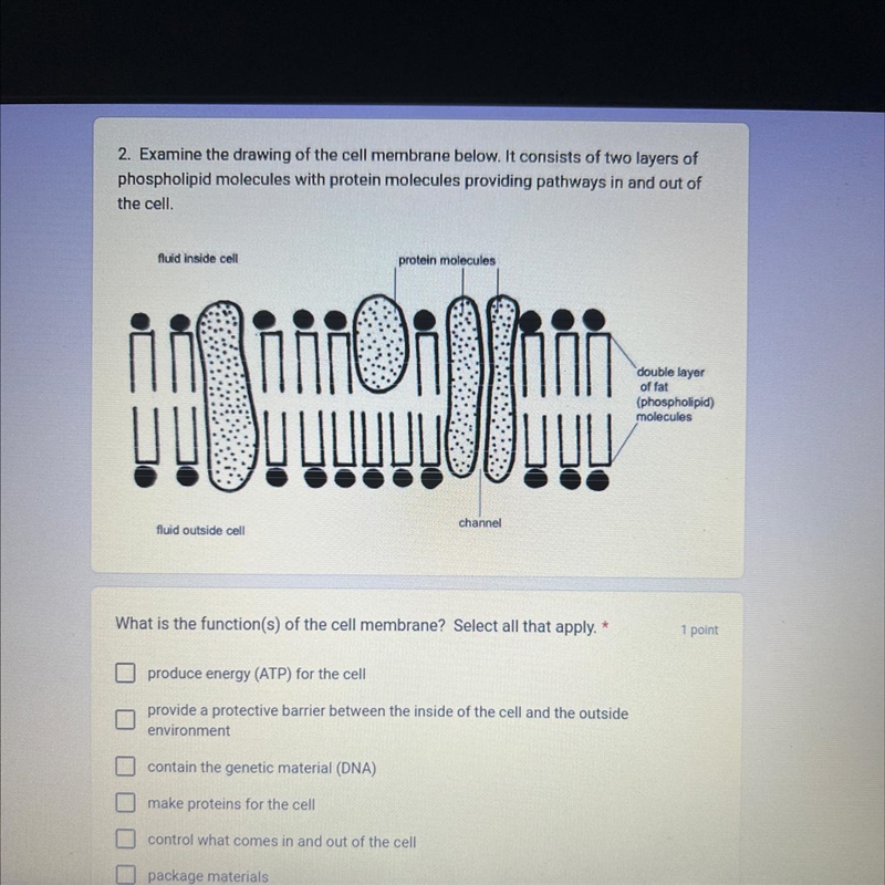 2. Examine the drawing of the cell membrane below. It consists of two layers of phospholipid-example-1