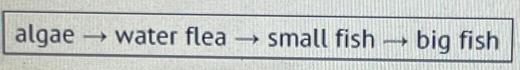 What would MOST LIKELY happen to the population of the water flea if the algae decreased-example-1
