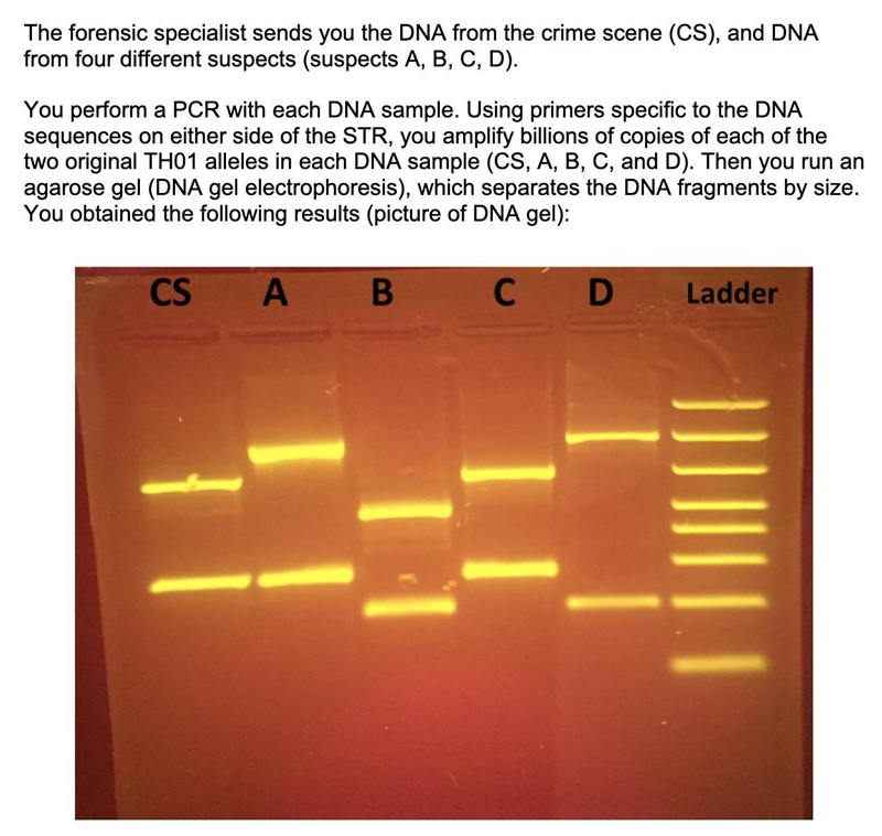 Which suspect is the perpetrator of this crime? Explain the results you see in the-example-1